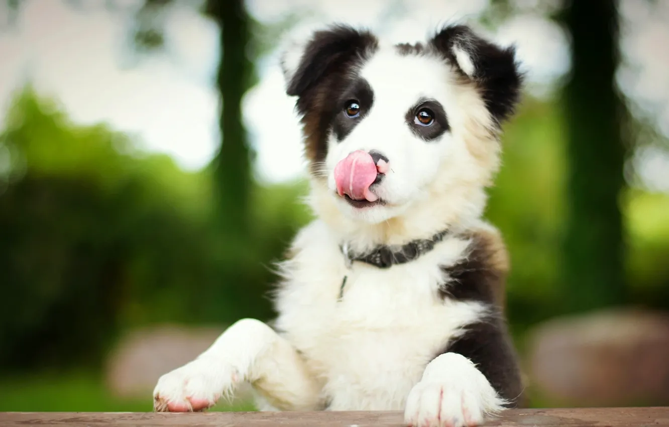 Photo wallpaper language, dog, puppy, the border collie