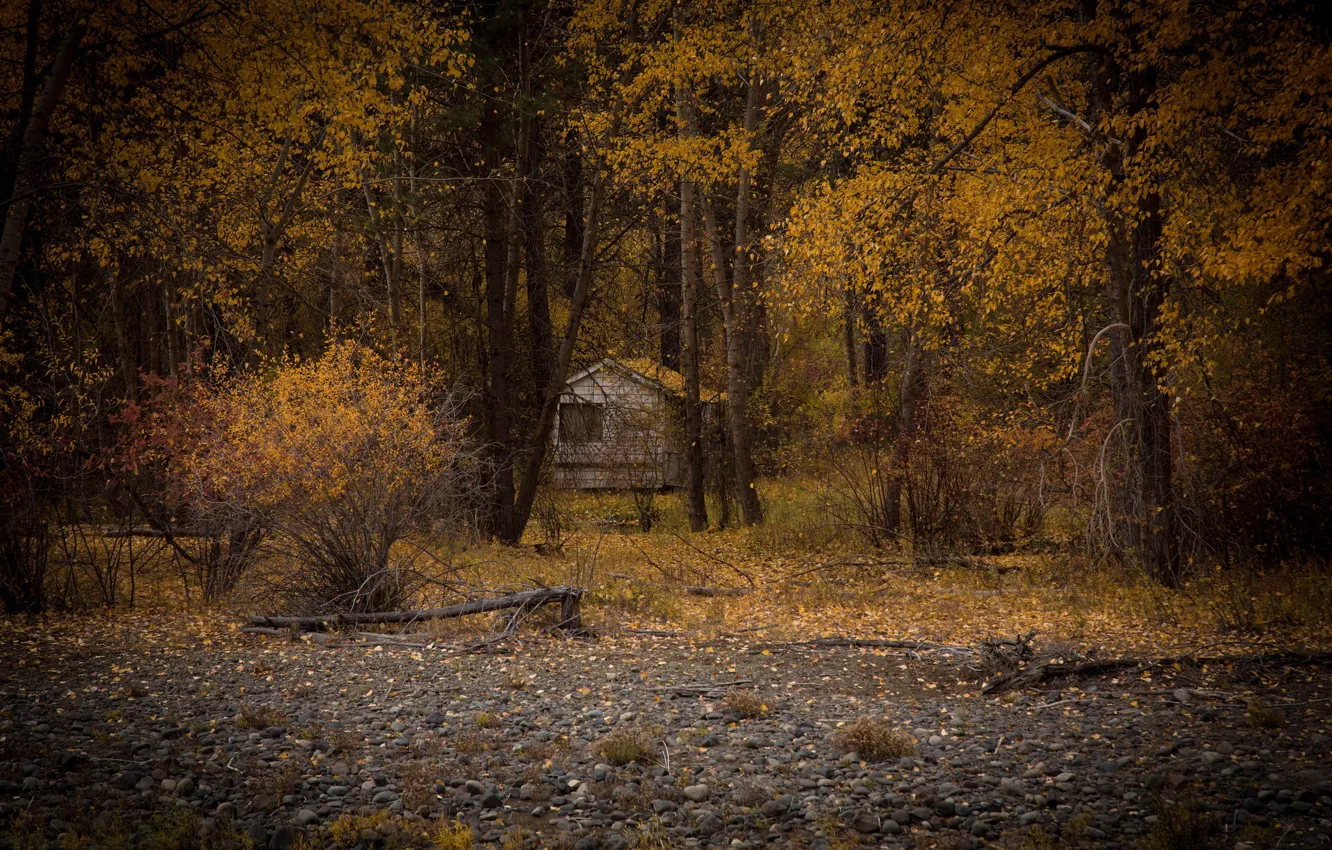 Photo wallpaper Lost, forest, trees, autumn, leaves, autumn colors, fall, foliage