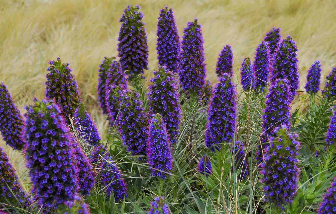 Photo wallpaper purple, flowers, spring