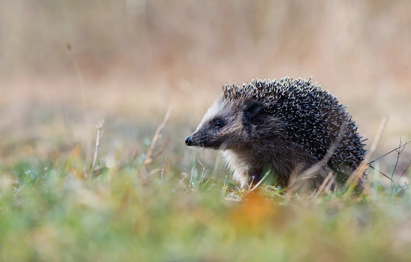 Photo wallpaper nature, Germany, hedgehog, Lower Saxony, Emsland, hedgehog