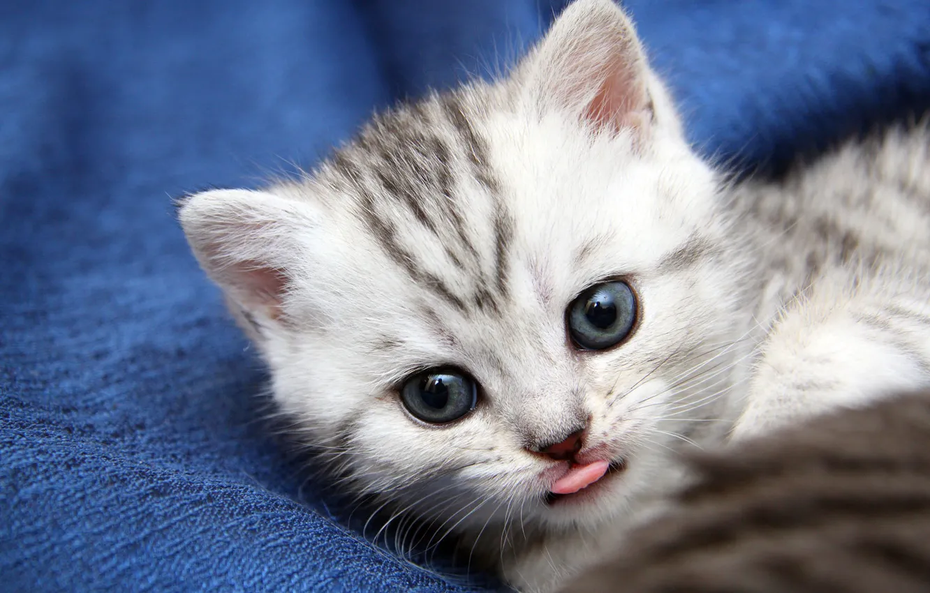 Photo wallpaper cat, cat, kitty