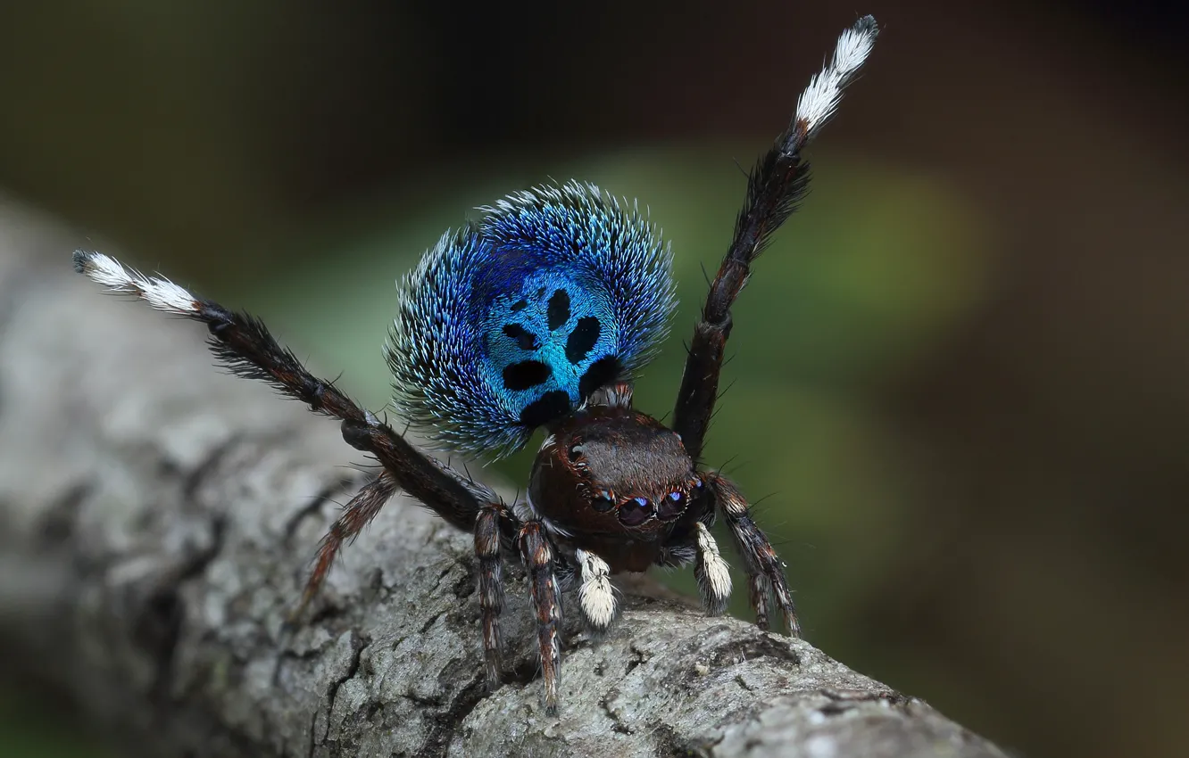 Photo wallpaper macro, spider, jamepr