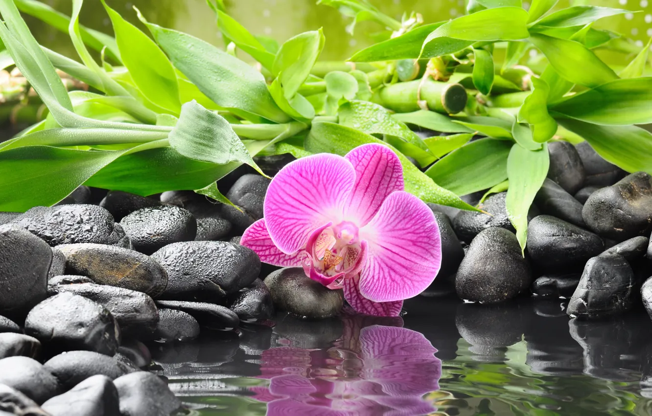 Photo wallpaper water, flowers, reflection, stones, black, bamboo, Orchid, orchid
