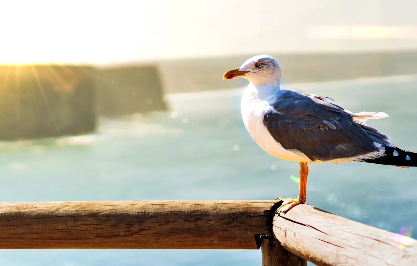 Photo wallpaper background, bird, Wallpaper, Seagull, wallpaper, on the desktop, display background, screen background