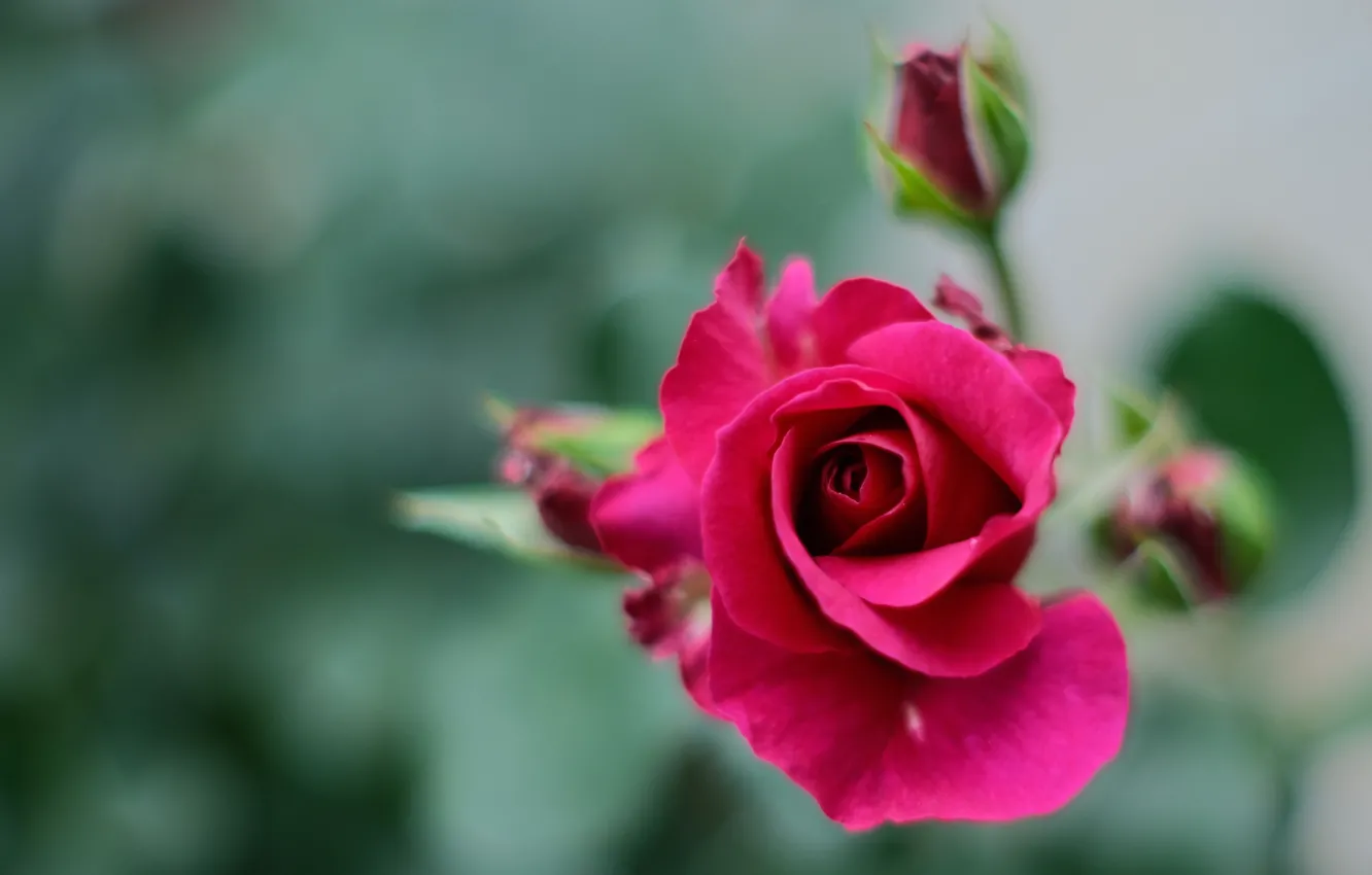 Photo wallpaper macro, roses, buds, razmytost