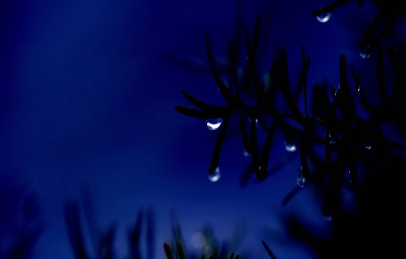 Photo wallpaper drops, night, branches, blue