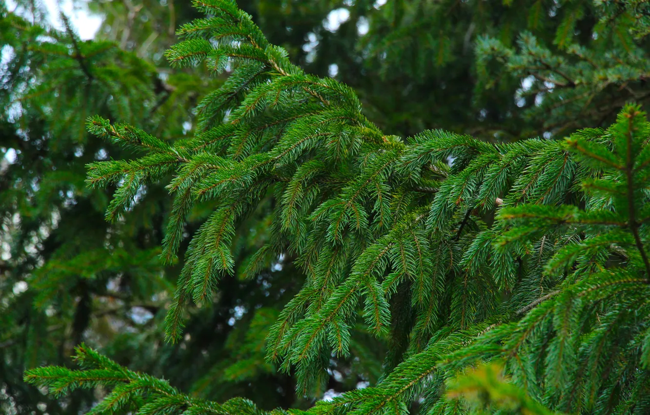 Photo wallpaper green, forest, spruce, twig