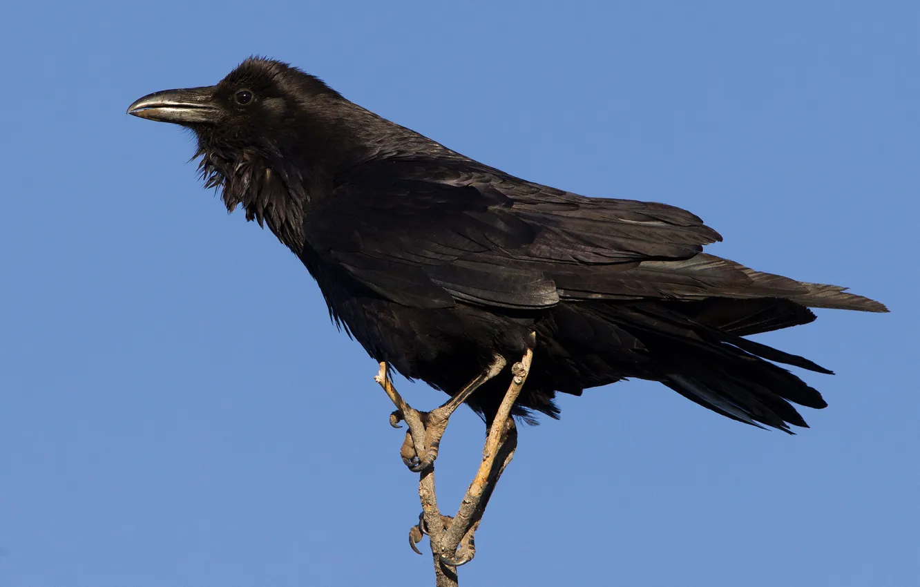 Photo wallpaper branches, bird, beak, Raven