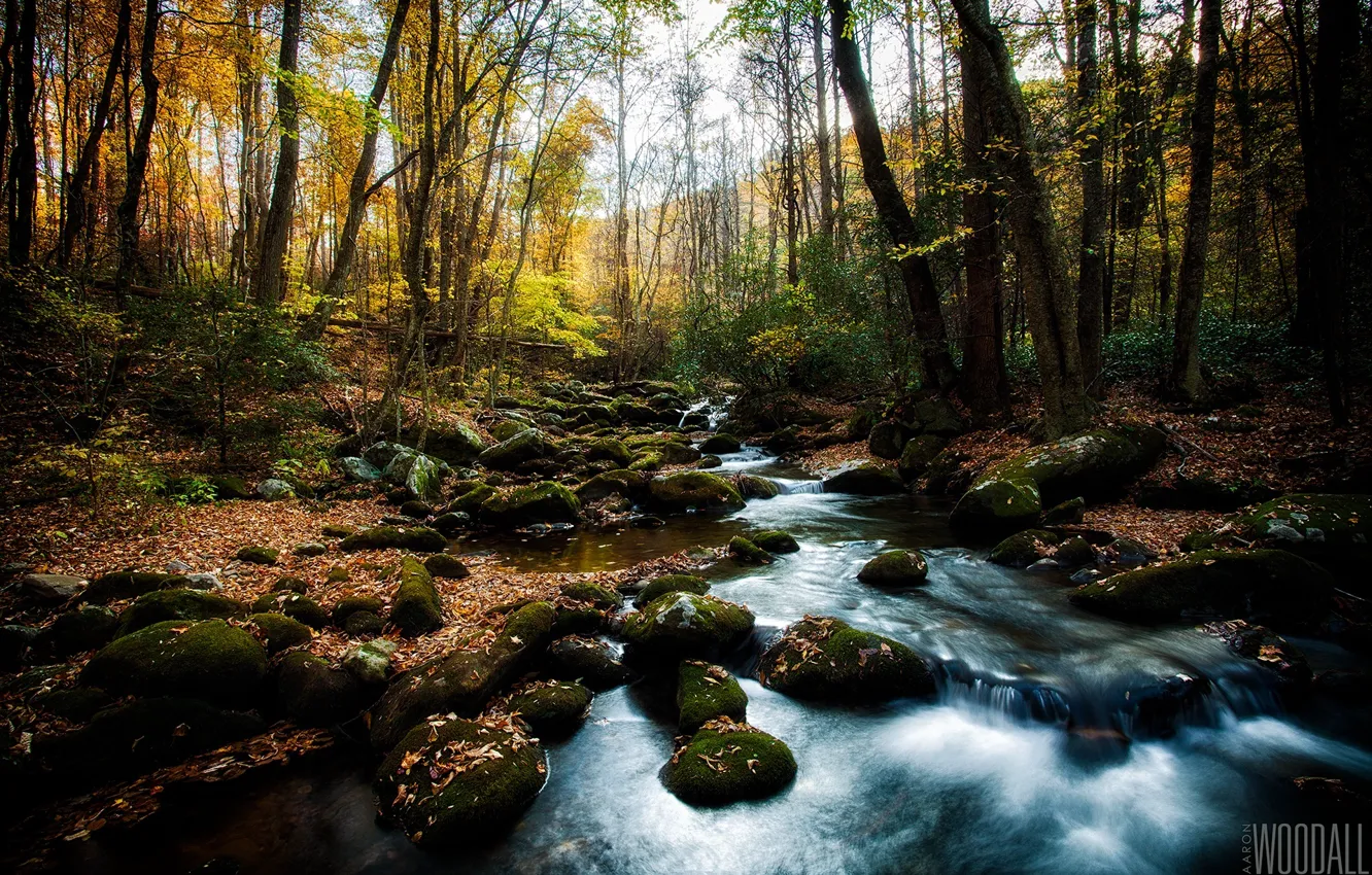 Photo wallpaper forest, the sun, stream, stones, foliage, moss, photographer, thresholds