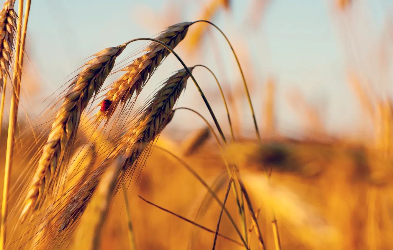 Photo wallpaper rye, ladybug, spikelets