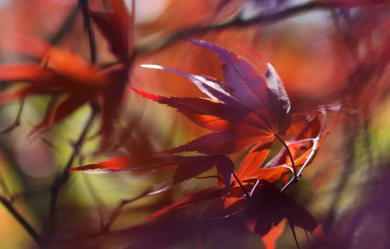 Photo wallpaper leaves, macro, background