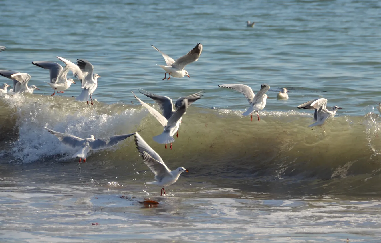 Photo wallpaper sea, birds, wave, Seagull