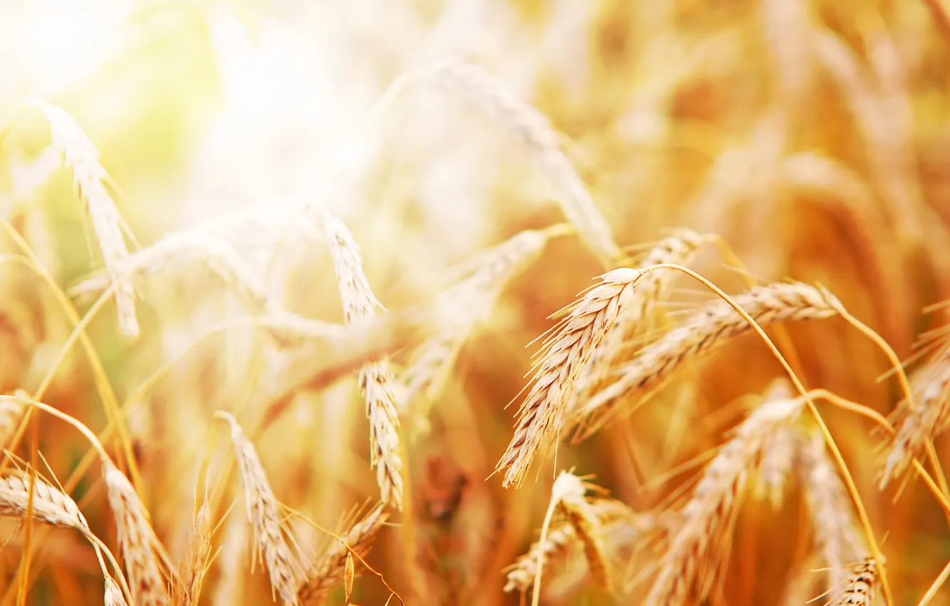 Photo wallpaper wheat, rye, ears
