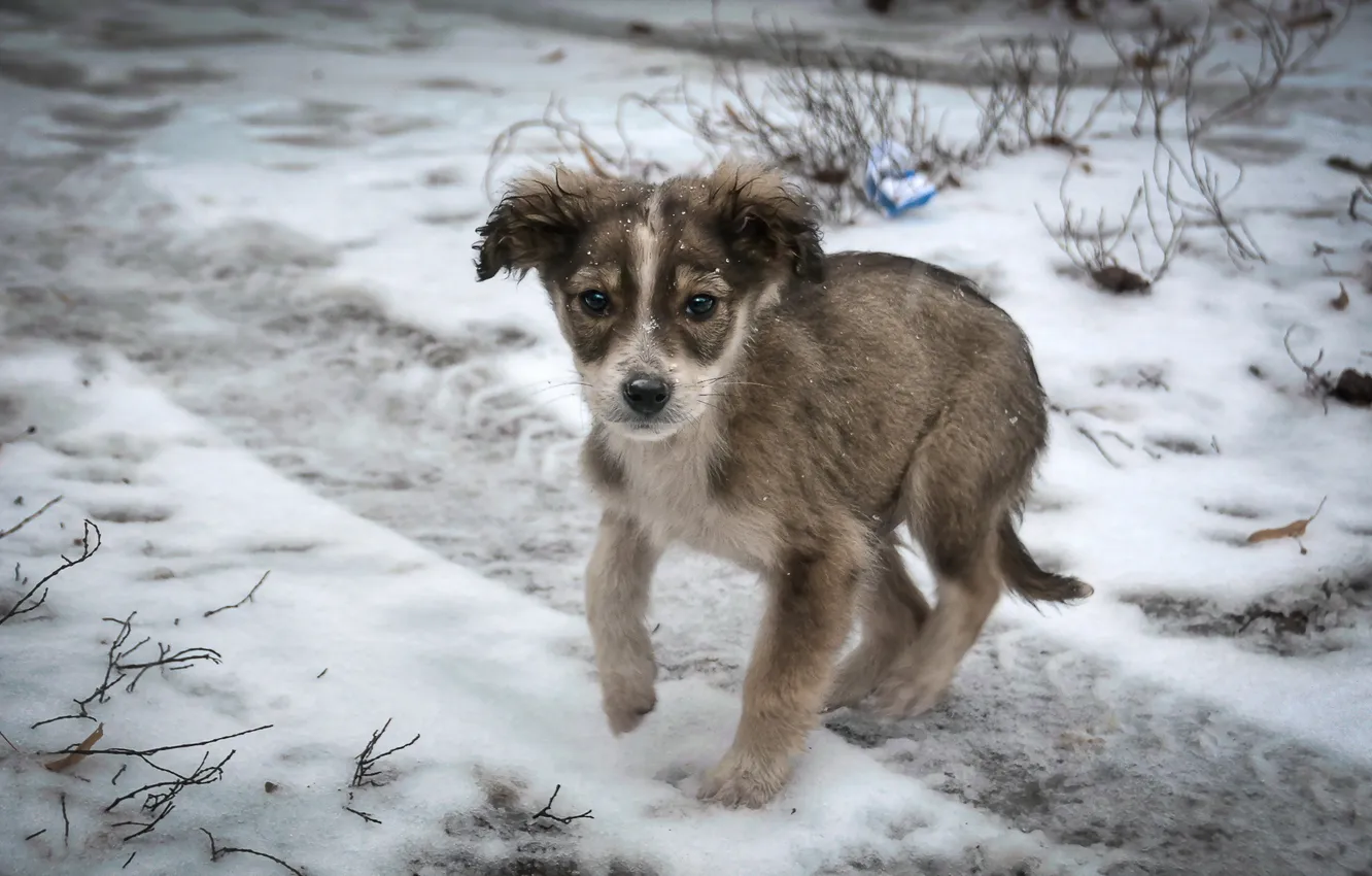 Photo wallpaper look, background, dog