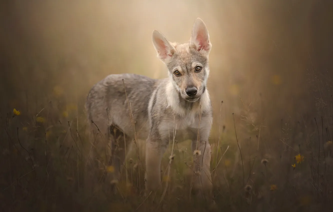 Photo wallpaper grass, look, dog, puppy, bokeh, Czechoslovakian, Wolfdog, The Czechoslovakian Wolfdog