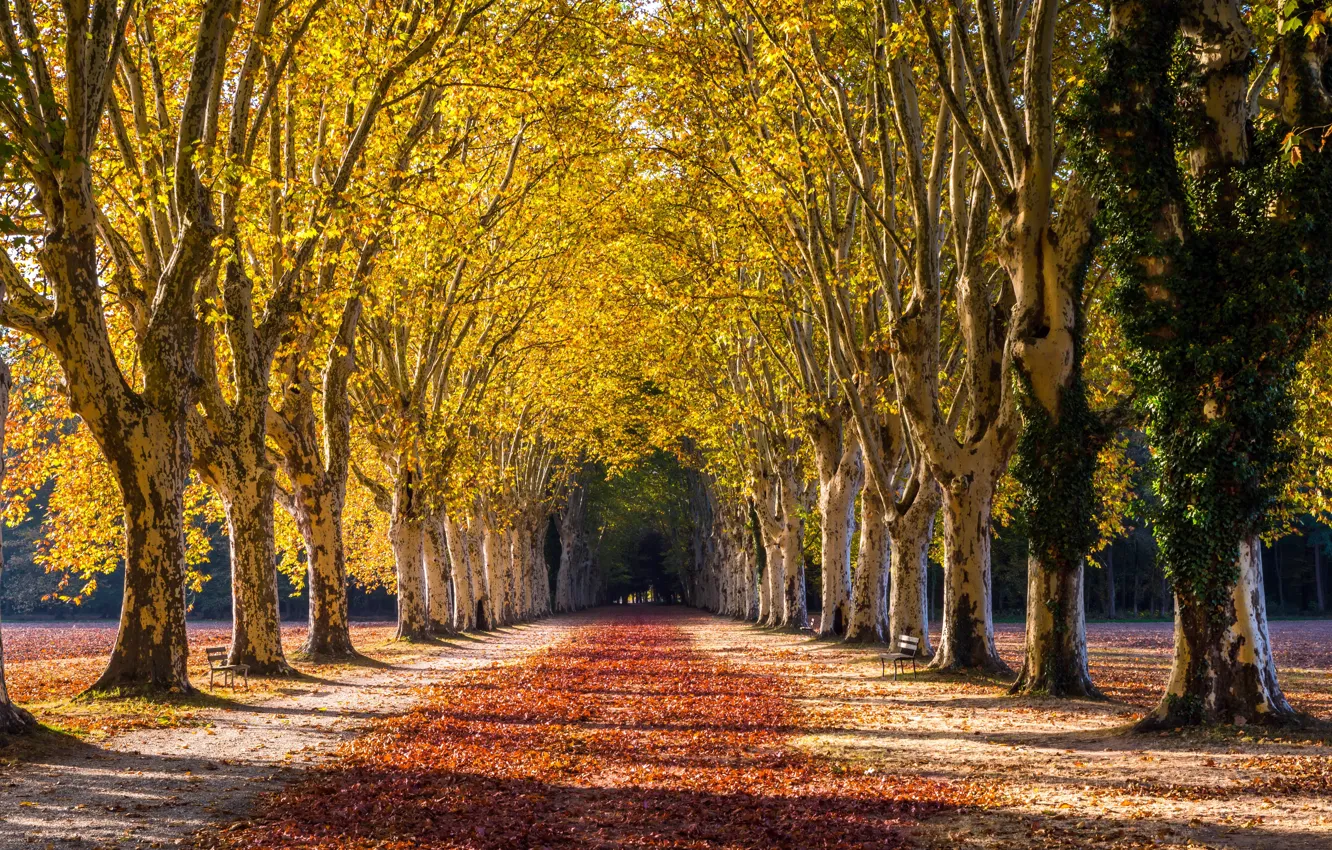 Photo wallpaper road, autumn, trees