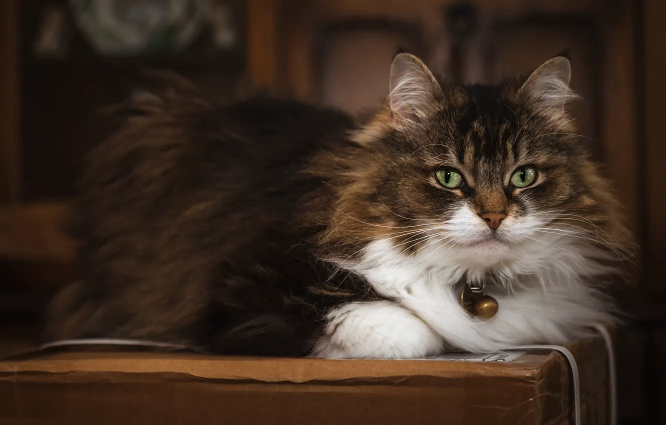 Photo wallpaper cat, cat, look, face, box, lies, bell, fluffy