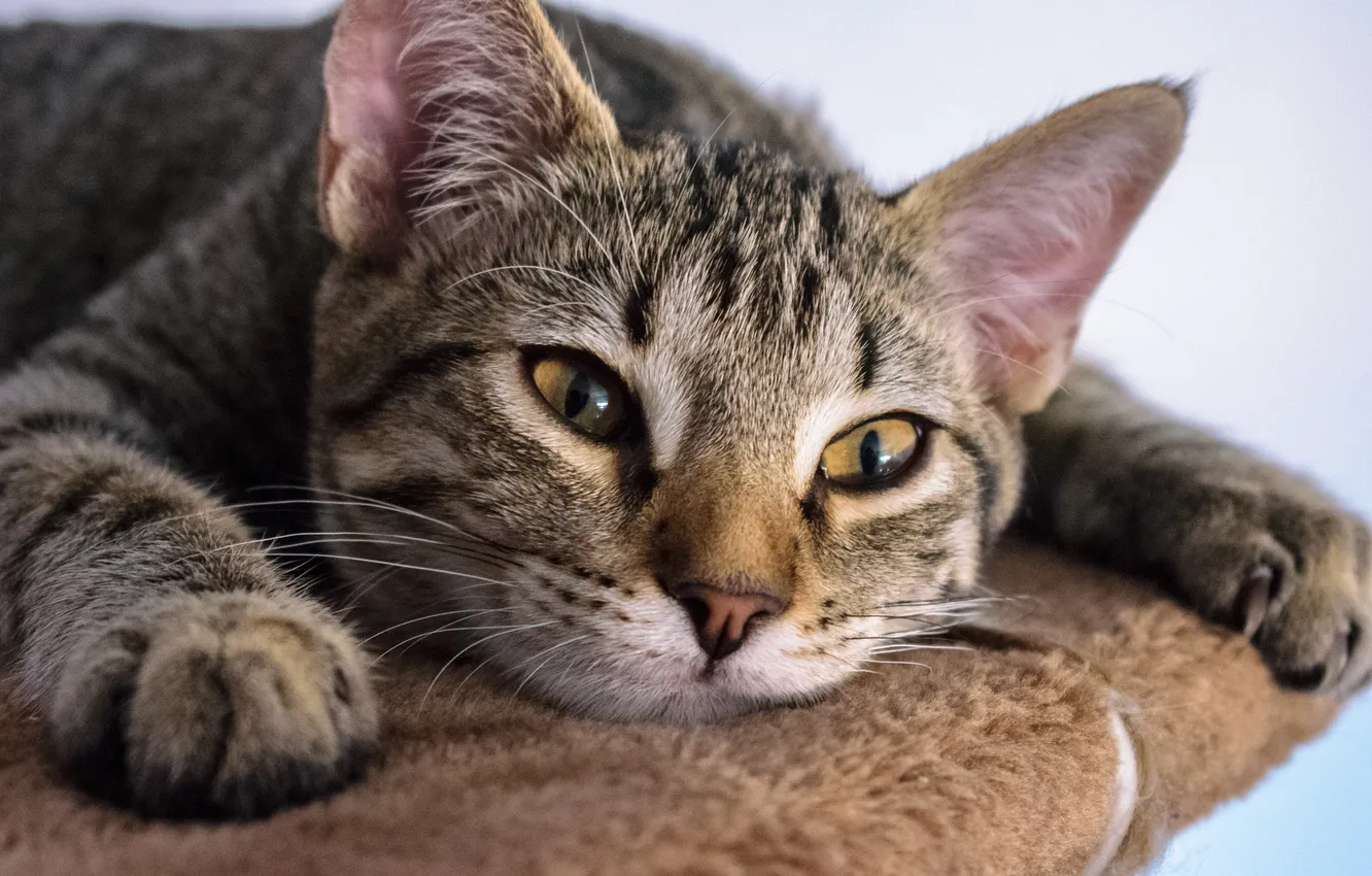 Photo wallpaper cat, cat, look, pose, grey, portrait, legs, lies