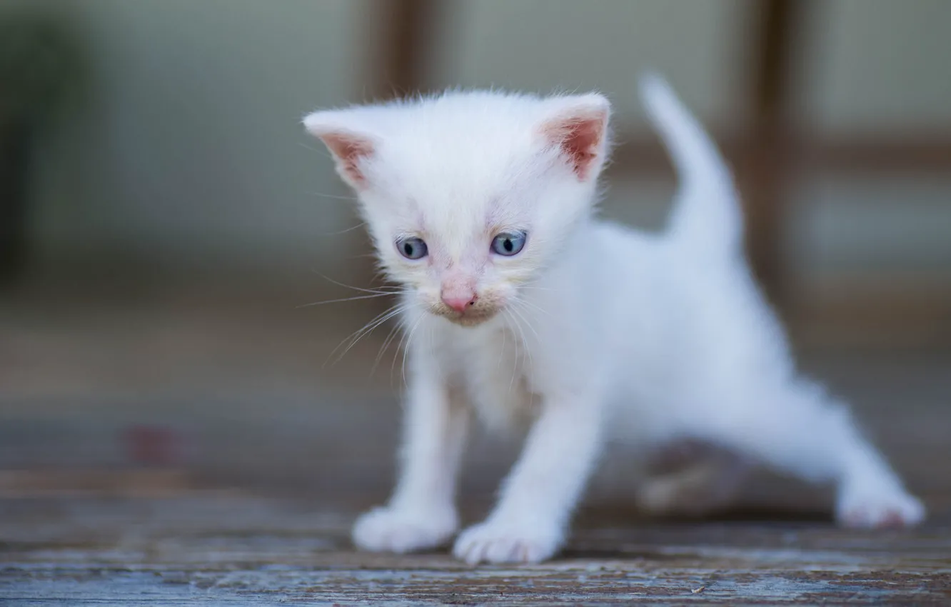 Photo wallpaper white, baby, kitty, bokeh, blue eyes