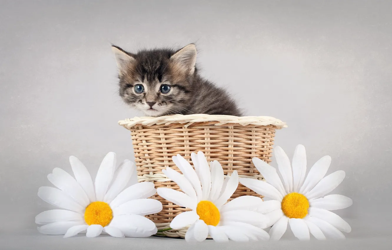 Photo wallpaper flowers, chamomile, kitty