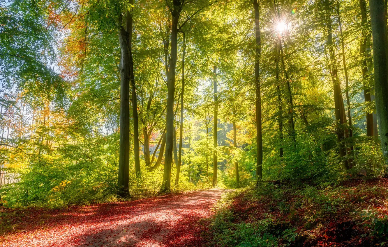 Photo wallpaper autumn, forest, the sun, rays, trees, trail