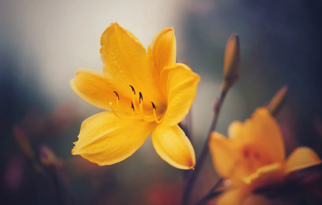 Photo wallpaper macro, yellow, petals, bokeh, daylilies