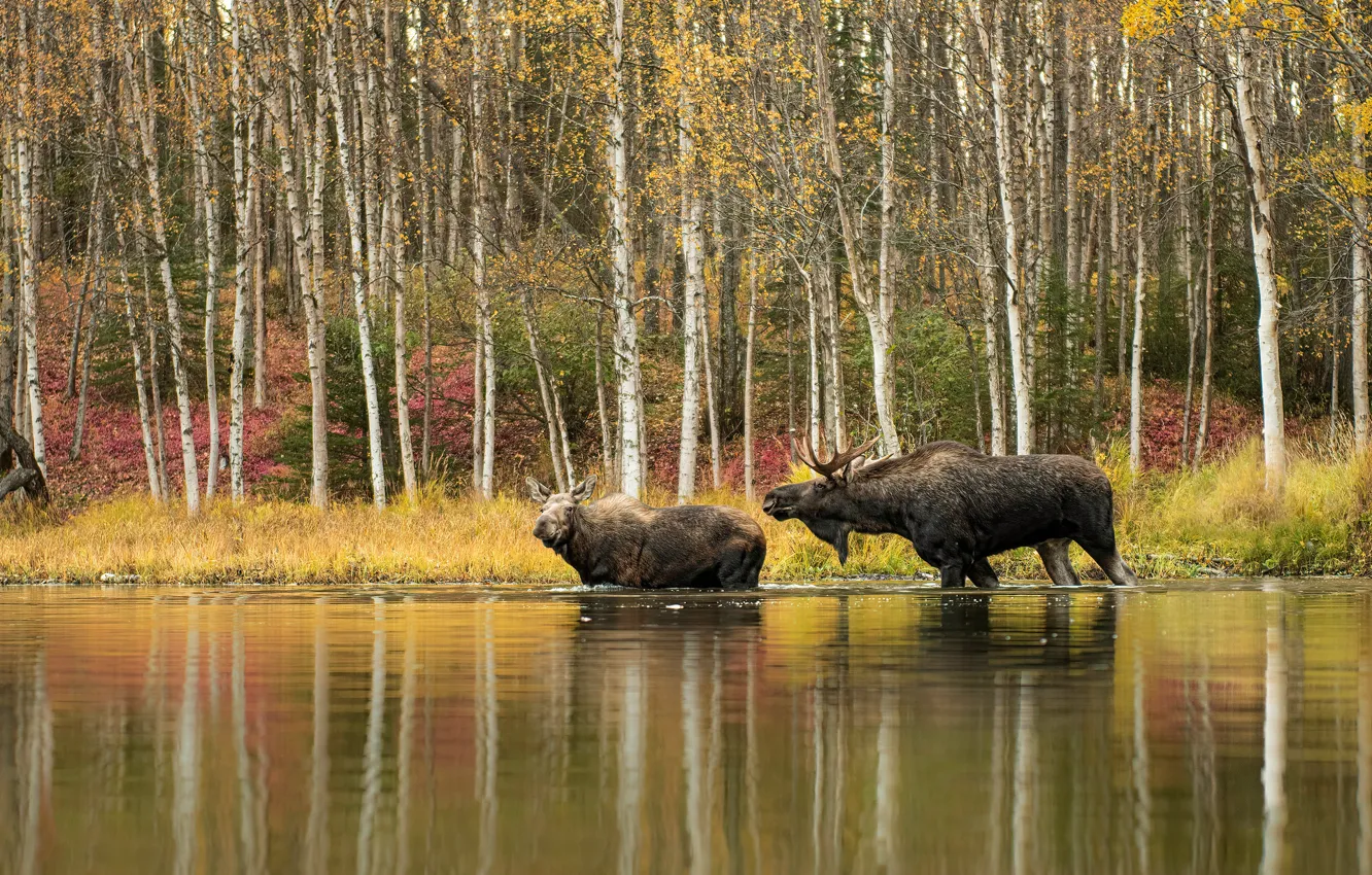 Photo wallpaper autumn, forest, reflection, shore, pair, two, pond, moose