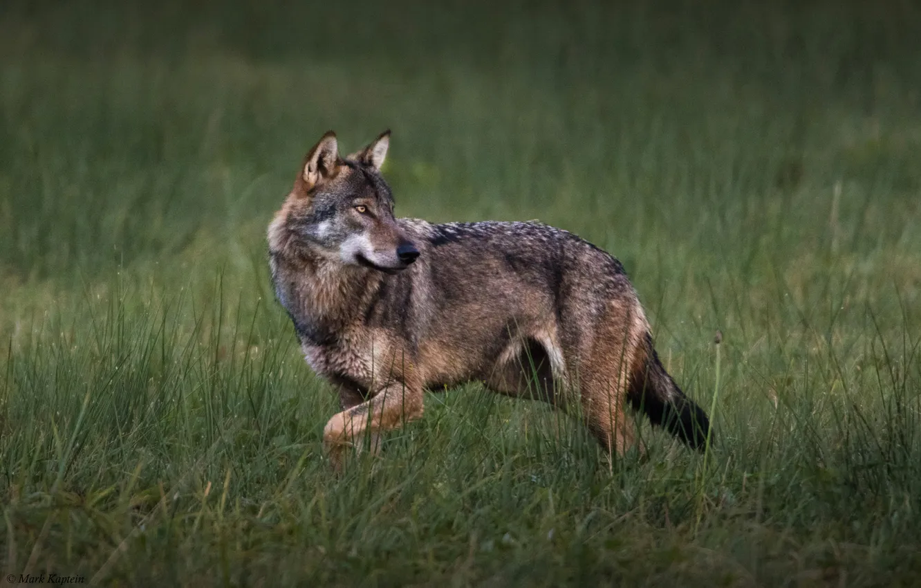 Photo wallpaper nature, Gray Wolf, face, animal, wolf, canis lupus, wildlife, head