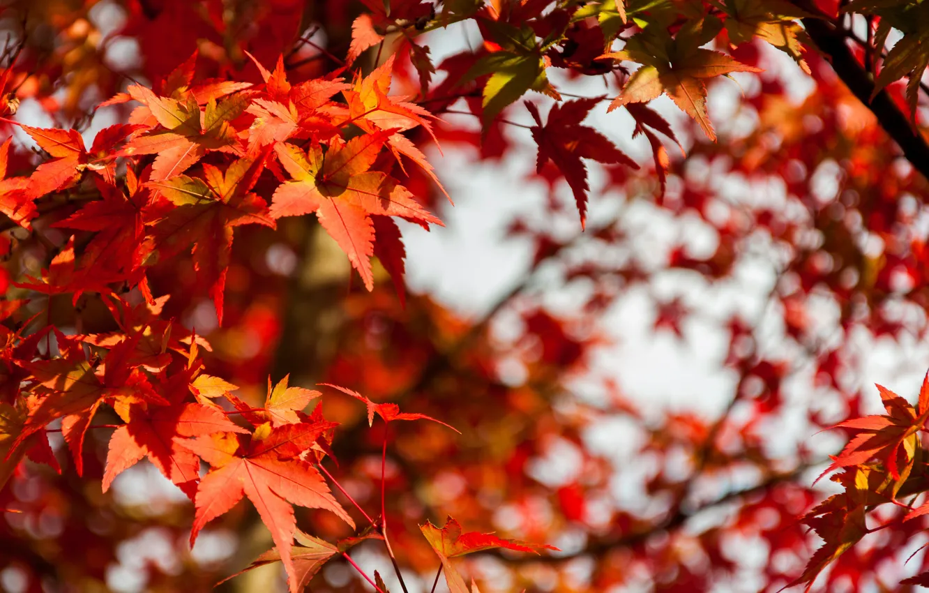 Photo wallpaper autumn, leaves, colorful, maple, autumn, leaves, autumn, maple