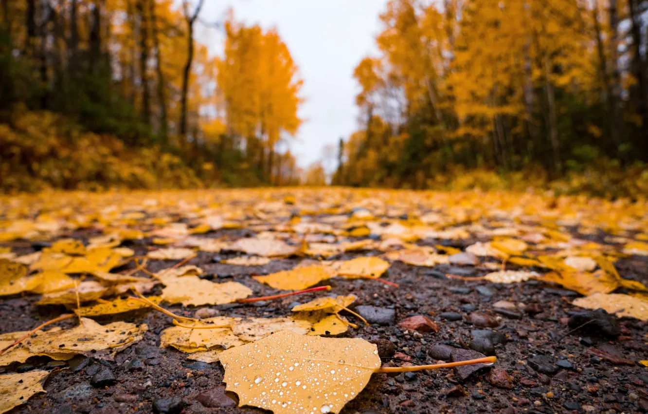 Photo wallpaper road, autumn, asphalt, leaves, nature, time of the year