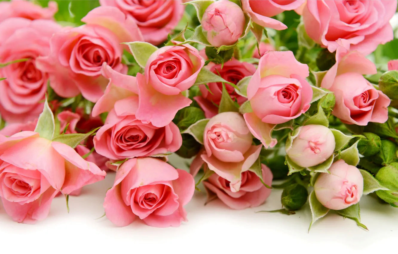 Photo wallpaper roses, pink, flowers, roses