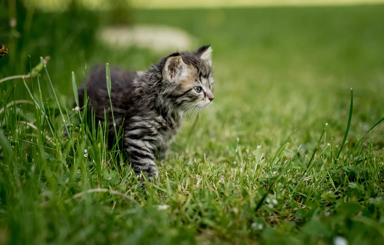 Photo wallpaper grass, eyes, mustache, nature, kitty, baby, muzzle, profile