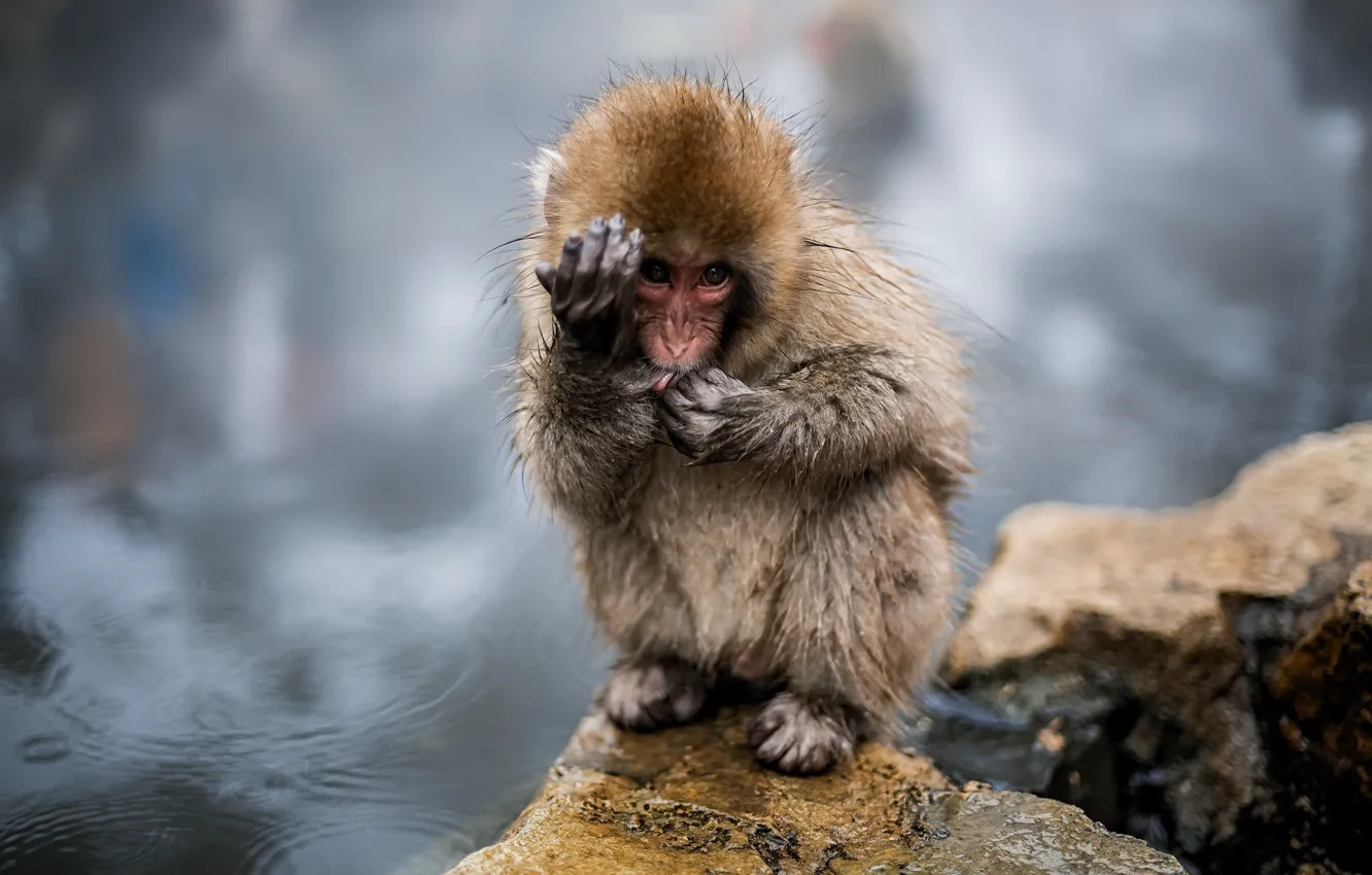 Photo wallpaper Japan, Nagano, Yamanouchi, Snow Monkey