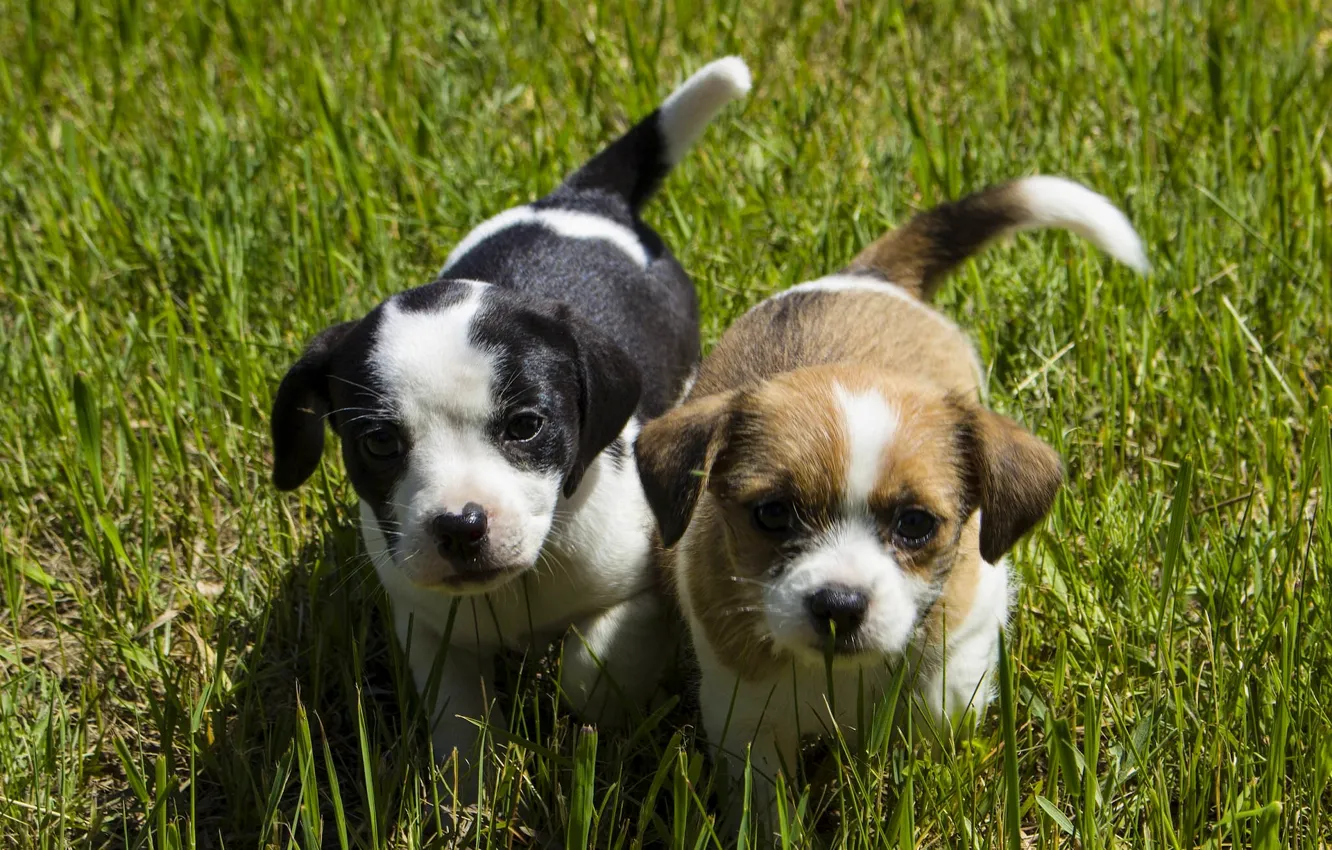 Photo wallpaper dogs, grass, look, puppies, kids, faces
