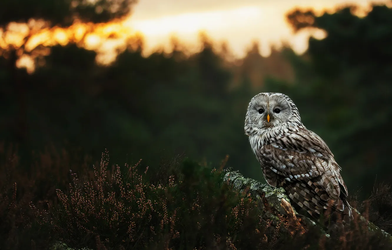 Photo wallpaper owl, the evening, field, bird, forest, Heather, owl, sunset