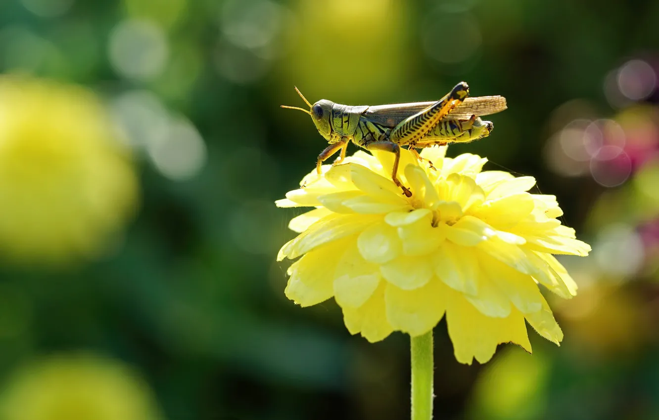 Photo wallpaper flowers, yellow, grasshopper