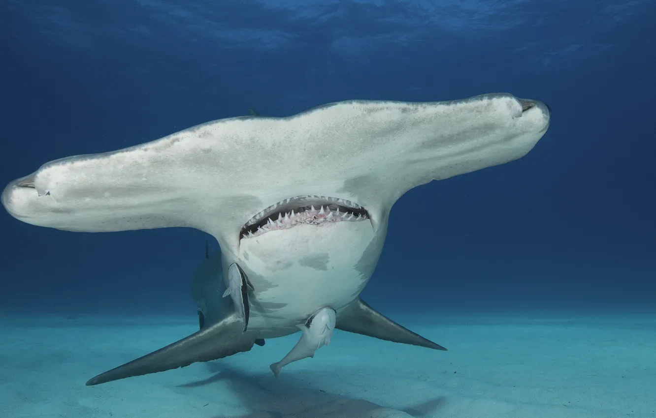 Photo wallpaper water, portrait, the hammerhead shark
