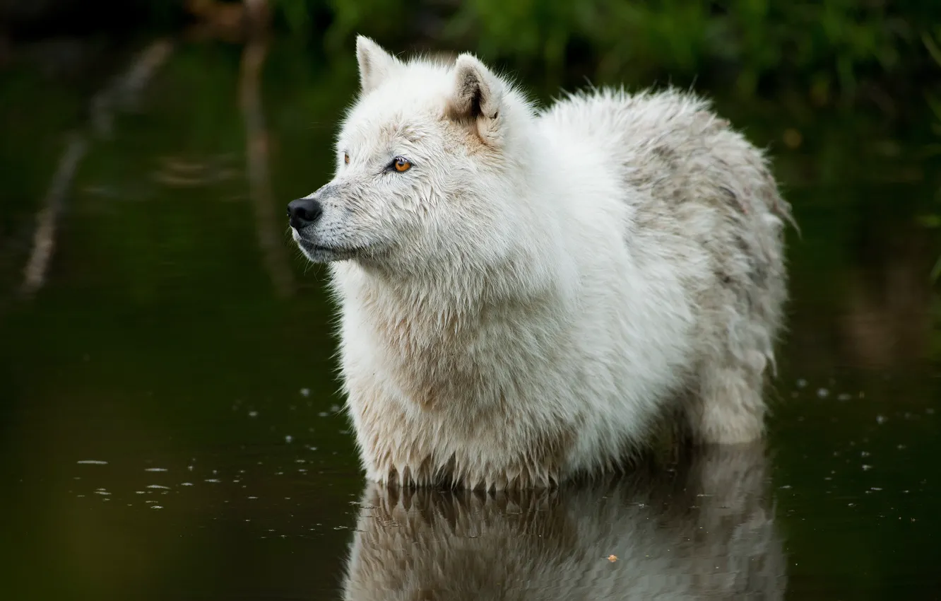 Photo wallpaper nature, river, wolf