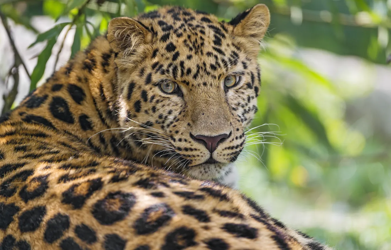 Photo wallpaper cat, leopard, Amur, ©Tambako The Jaguar