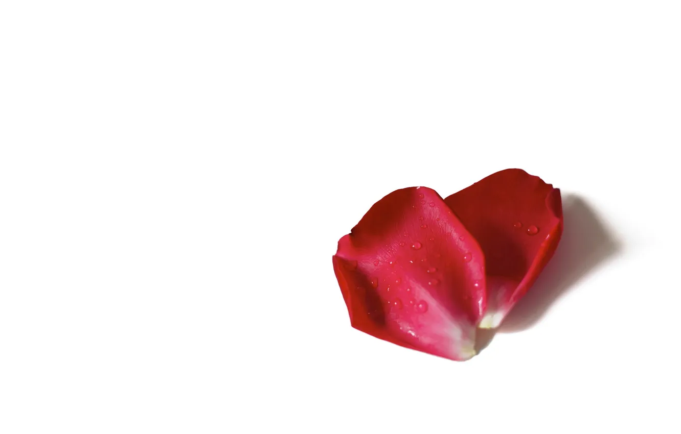 Photo wallpaper background, minimalism, petals