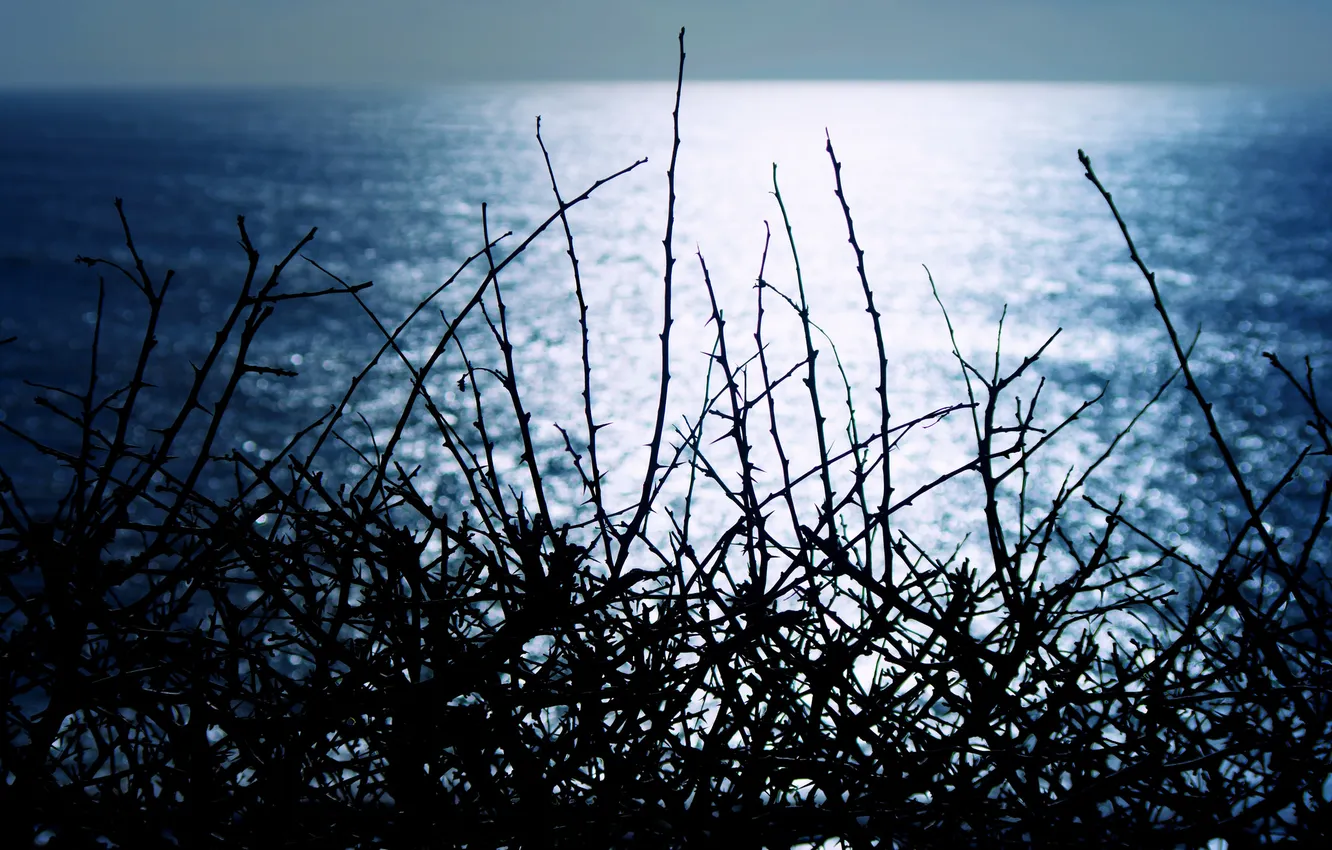 Photo wallpaper sea, the sky, night, nature, sprig, silhouette