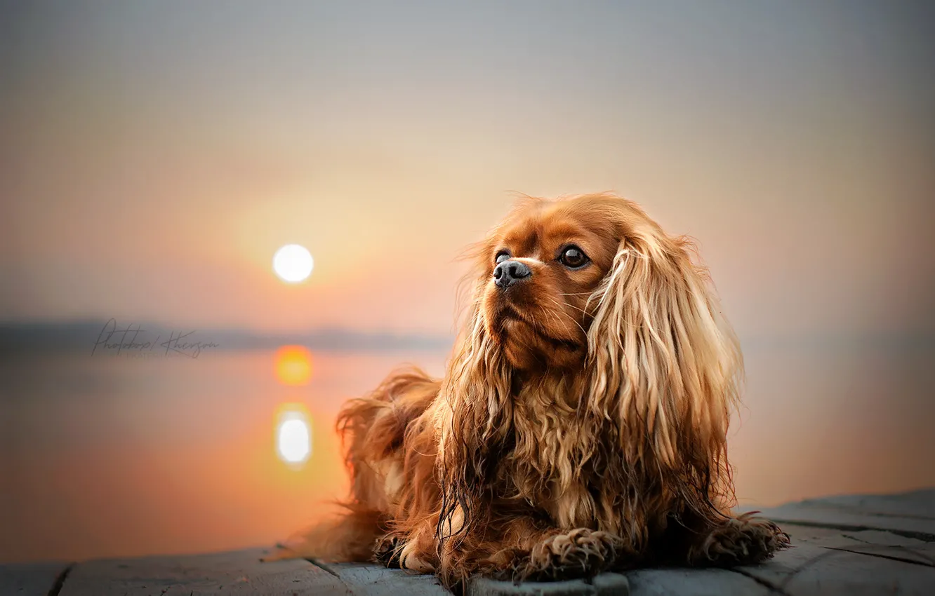 Photo wallpaper the sun, sunset, nature, animal, dog, dog, Ekaterina Kikot