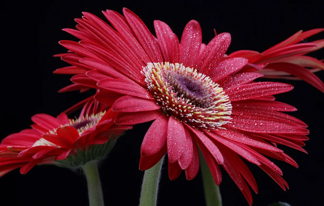 Photo wallpaper flower, drops, macro, red, gerbera