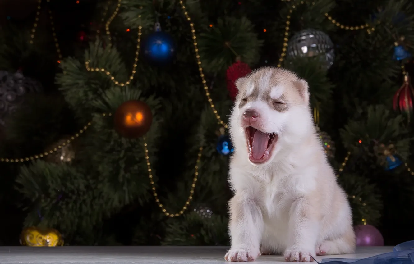 Photo wallpaper dog, puppy, yawns, husky