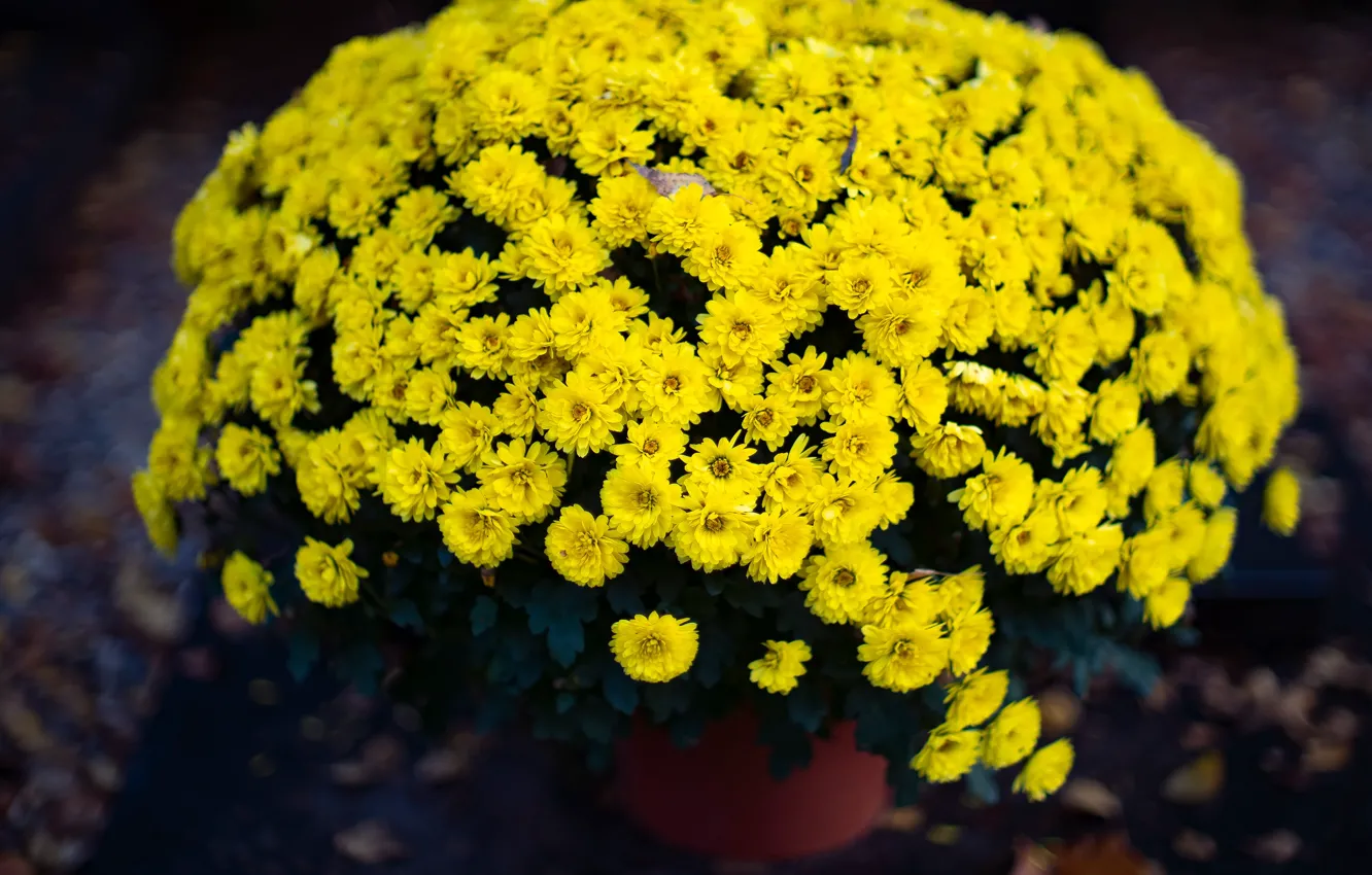 Photo wallpaper flowers, the dark background, Bush, blur, yellow, garden, pot, chrysanthemum