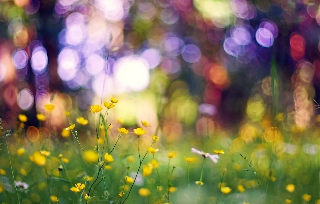 Photo wallpaper grass, macro, flowers, glare, yellow, bokeh
