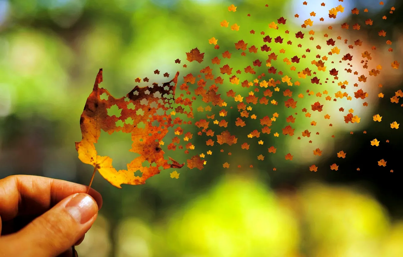 Photo wallpaper autumn, leaves, background, the wind, widescreen, Wallpaper, mood, hand