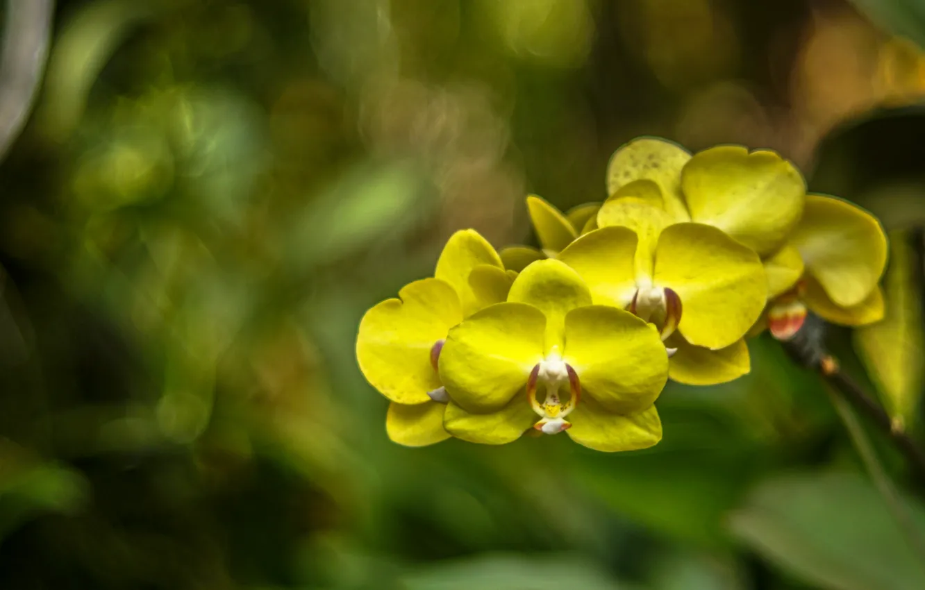 Photo wallpaper macro, flowers, yellow, Orchid, Wallpaper from lolita777