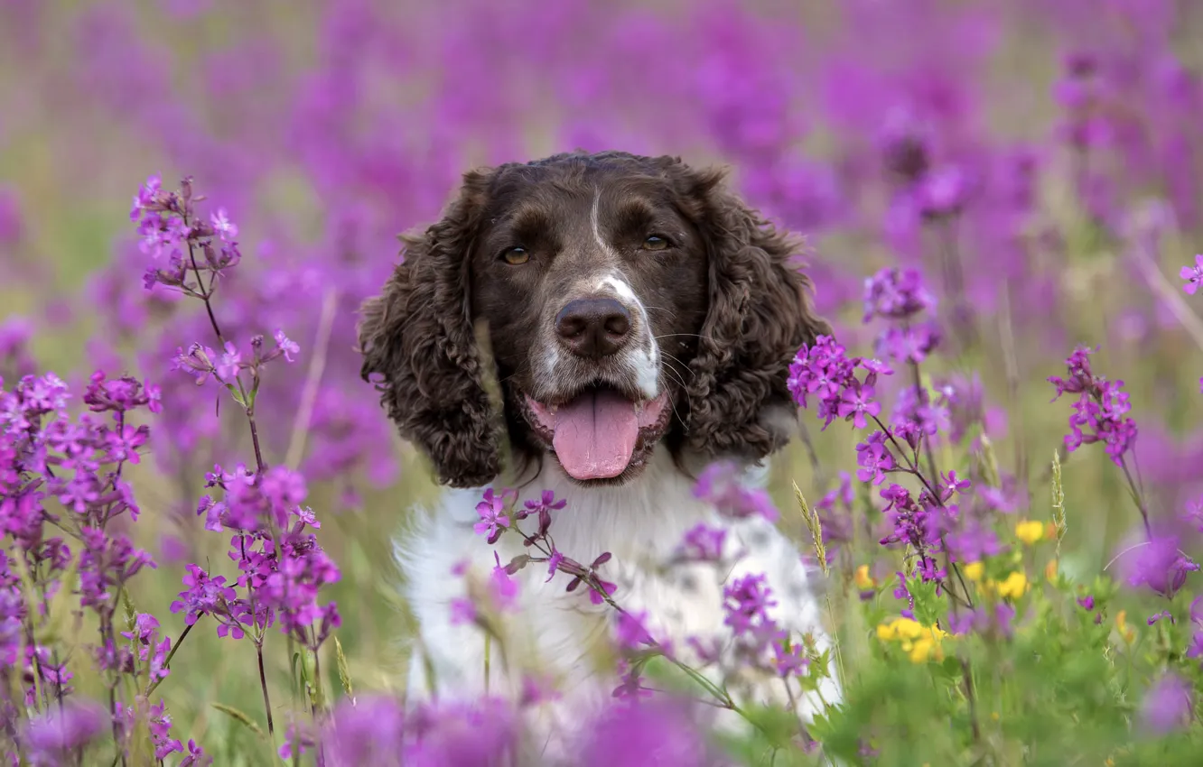Photo wallpaper flowers, dog, Spaniel