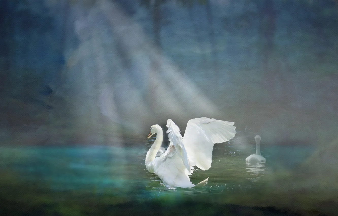 Photo wallpaper light, bird, Swan, pond